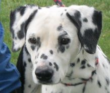 Save A Spot Dalmatian Rescue