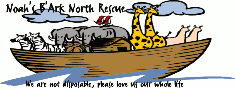 A Noah's B'Ark North Pet Rescue