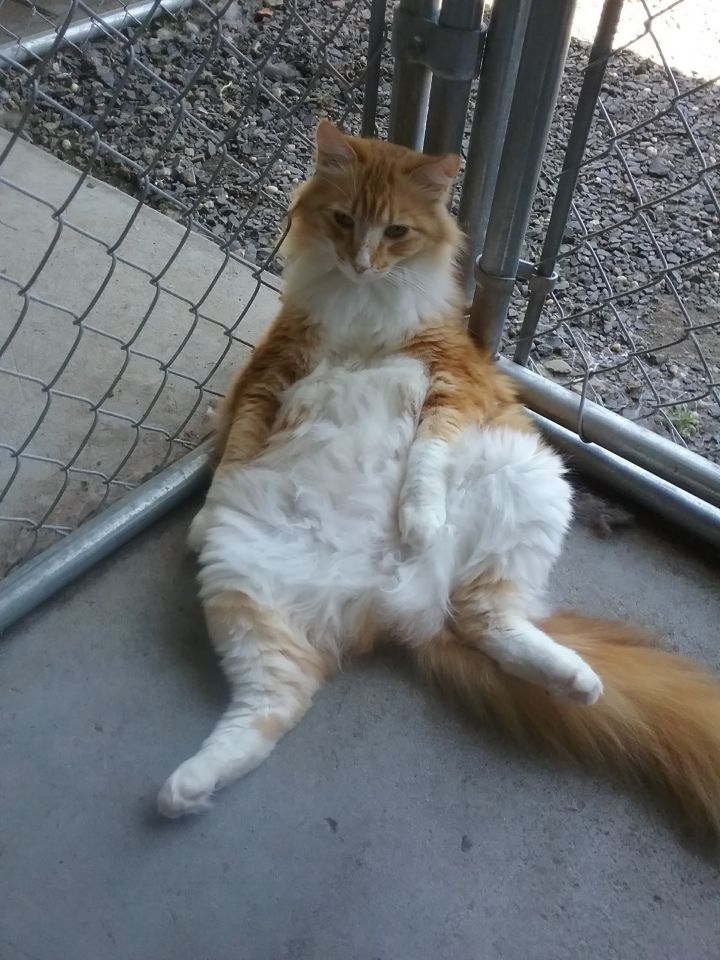 Rudy just hanging out on the catio!