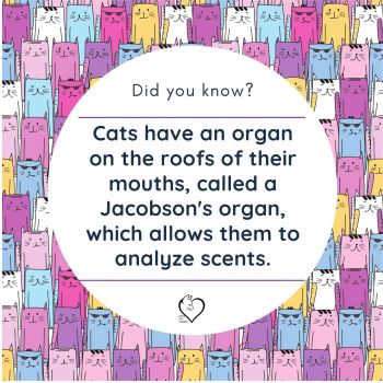 Cat fun facts!