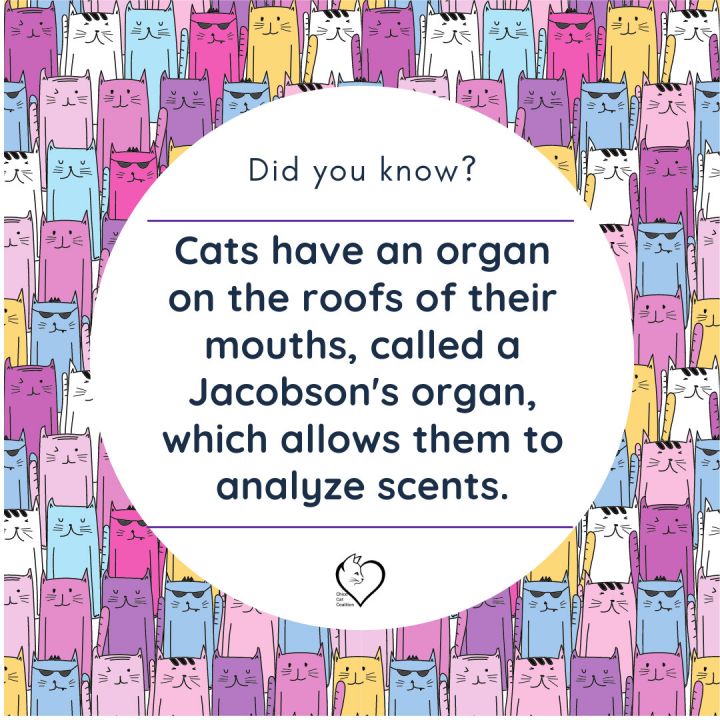 Cat fun facts!