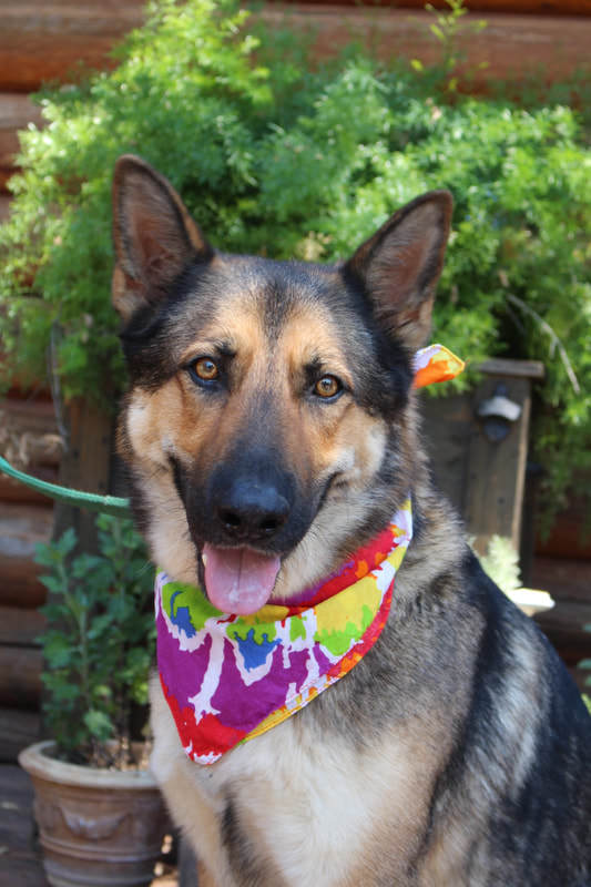 El Dorado County German Shepherd Rescue