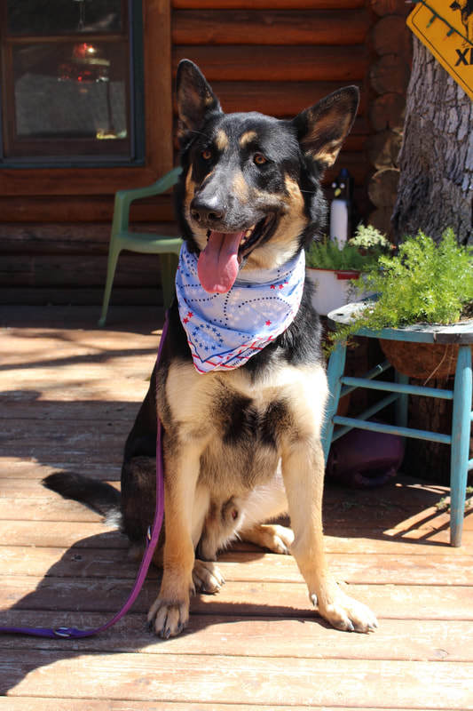 Pets for Adoption at El Dorado County German Shepherd ...