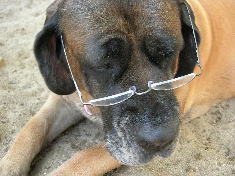 Grand-paws Senior Sanctuary