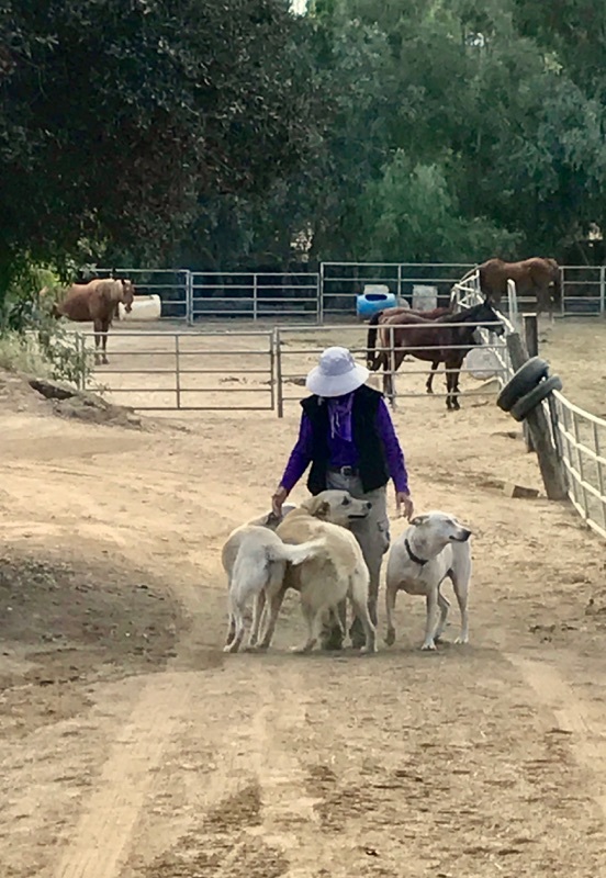 Hoofs and Woofs Animal Rescue