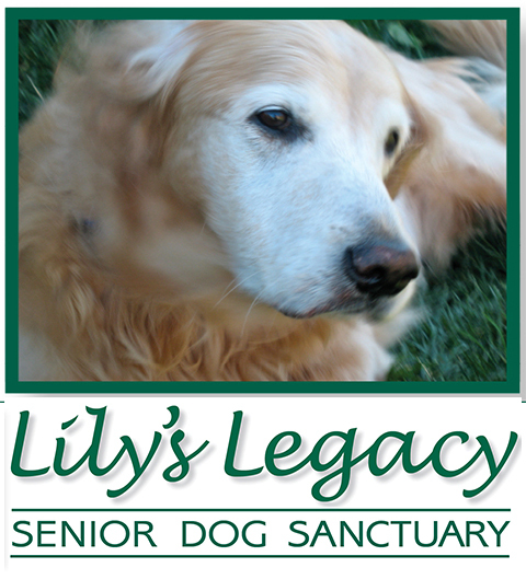 senior dog sanctuary