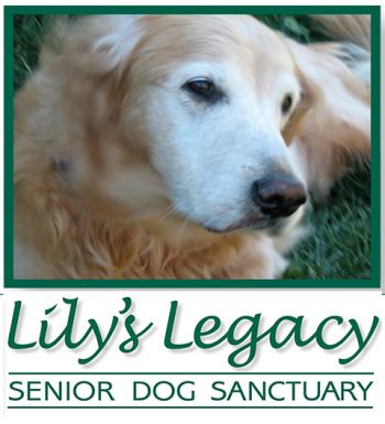 Adoptable senior dogs near hot sale me