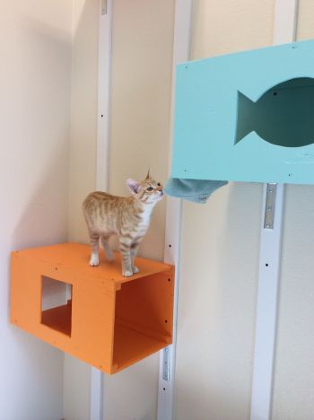 Cats enjoy handmade shelves for climbing.
