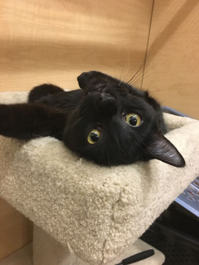 Caring Friends Cat Rescue