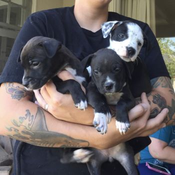 What's more fun than an armful of puppies?