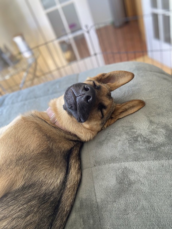 Shyla