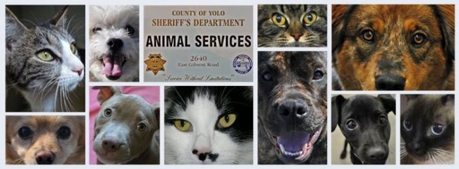 Yolo County Animal Services