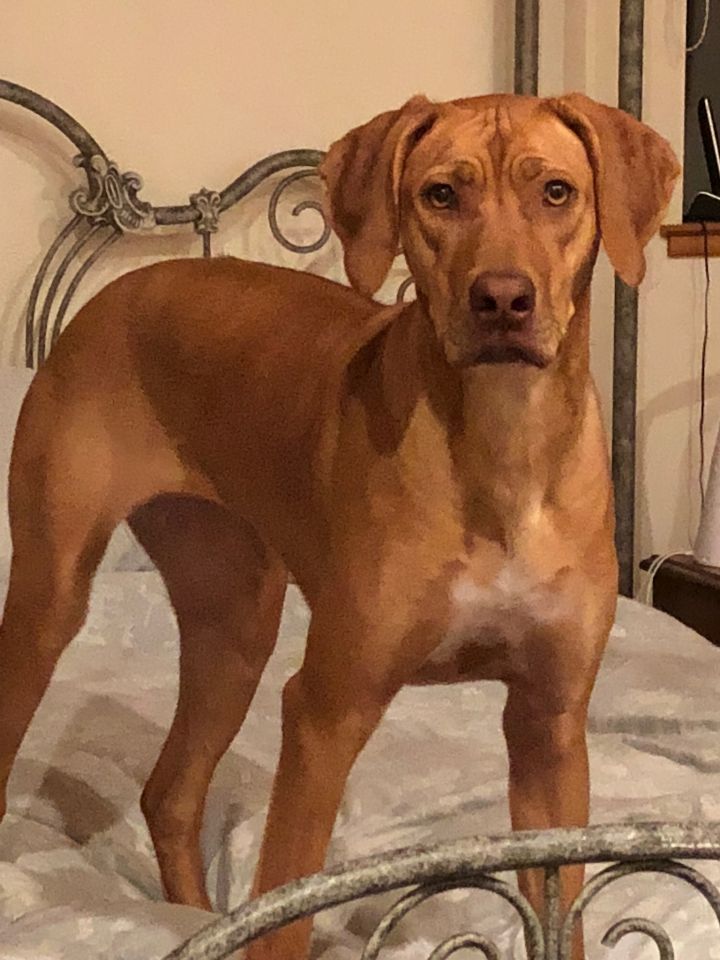 Rhodesian ridgeback hot sale adoption