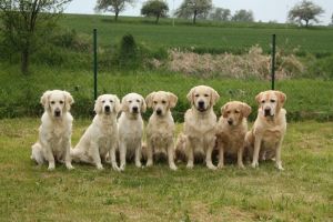 All Retriever Rescue Foundation