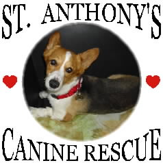 St. Anthonys Canine Rescue & Corgi Matchmaker