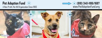 Visit us to adopt a Dog or Cat today!