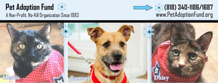 Visit us to adopt a Dog or Cat today!