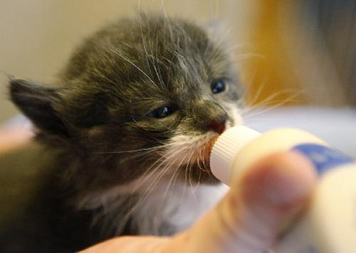 Itty Bitty Orphan Kitty Rescue