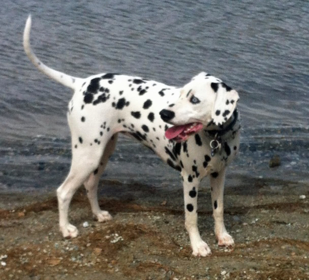 Dalmatians for store adoption near me