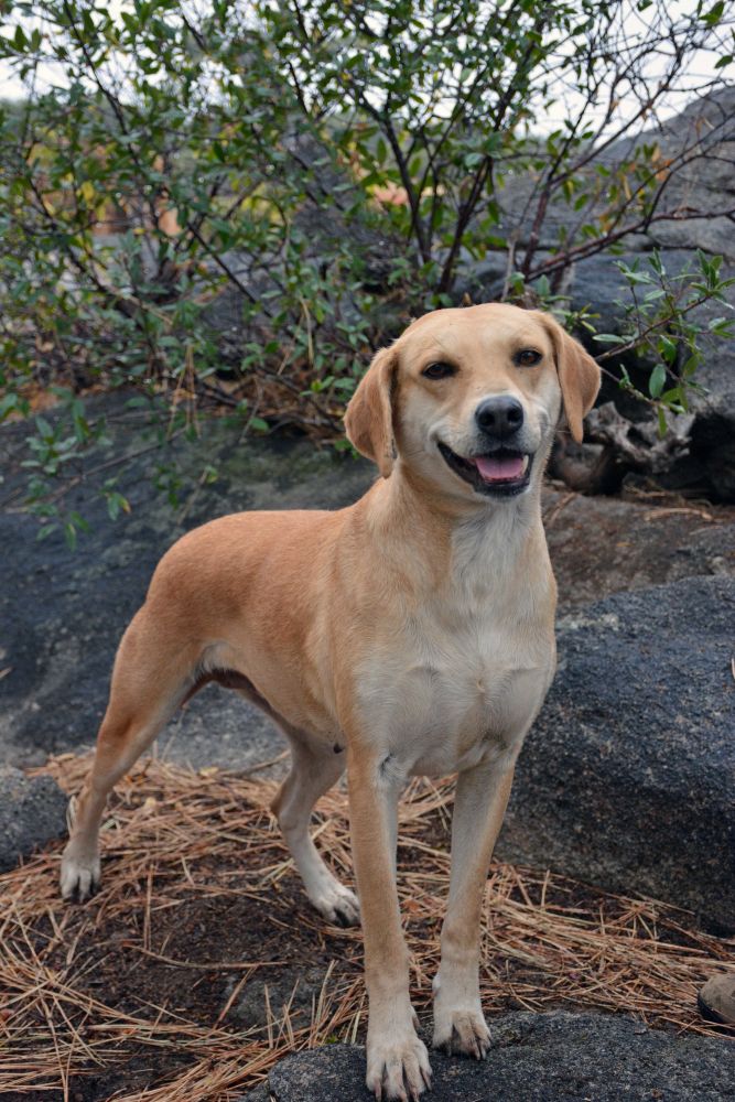 Living Free Animal Sanctuary