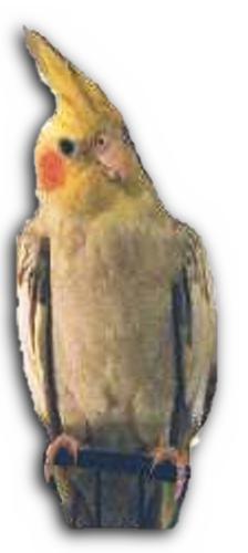 Avian Rescue Corp aka Cockatiel Rescue