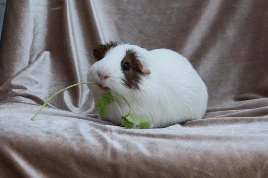 Orange County Cavy Haven