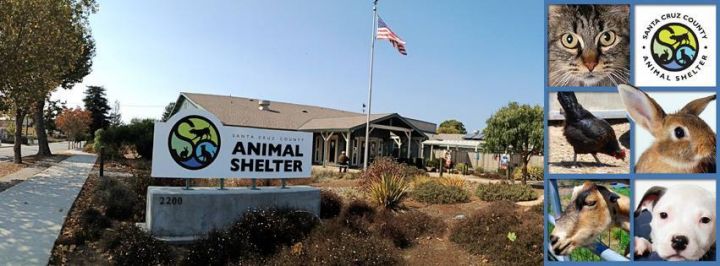 Pets for Adoption at Santa Cruz County Animal Shelter in Santa