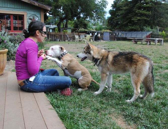 Bad rap dog store rescue