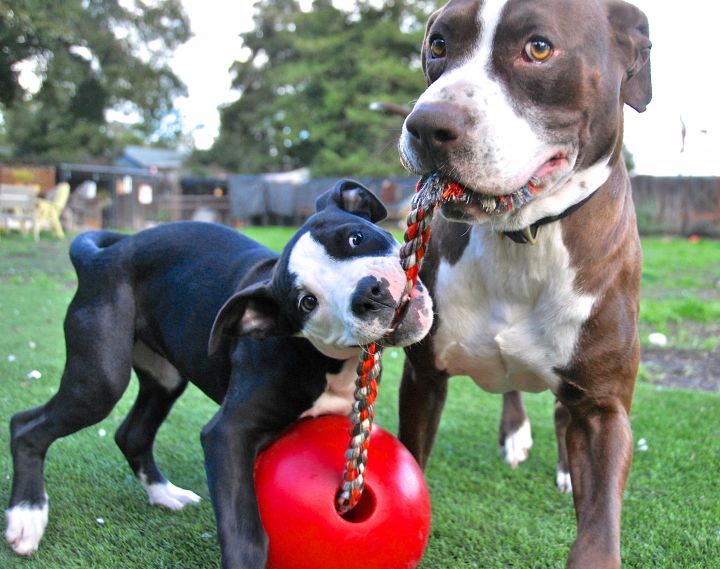 Daily play sessions reinforce good skills.