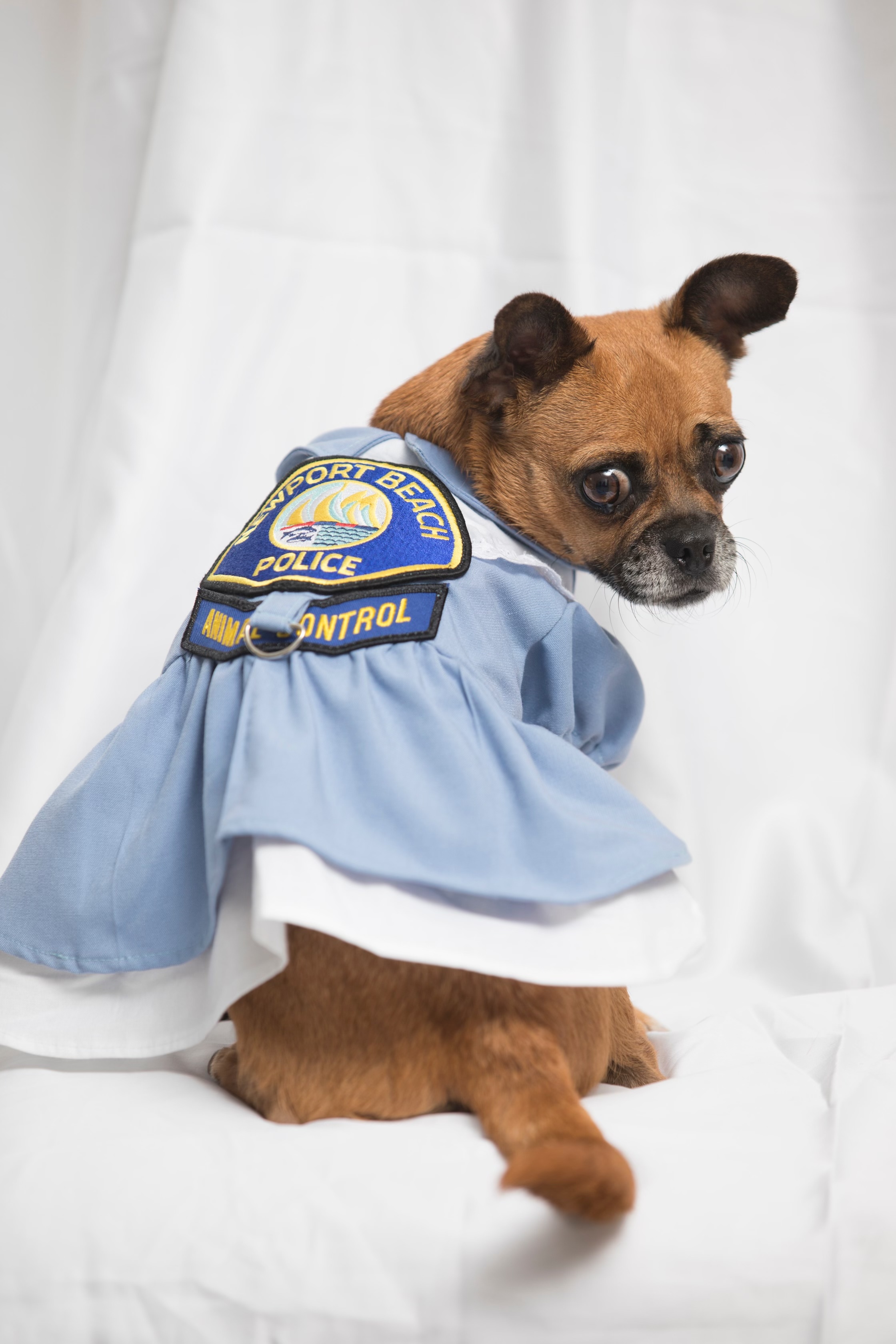 Newport Beach Animal Shelter