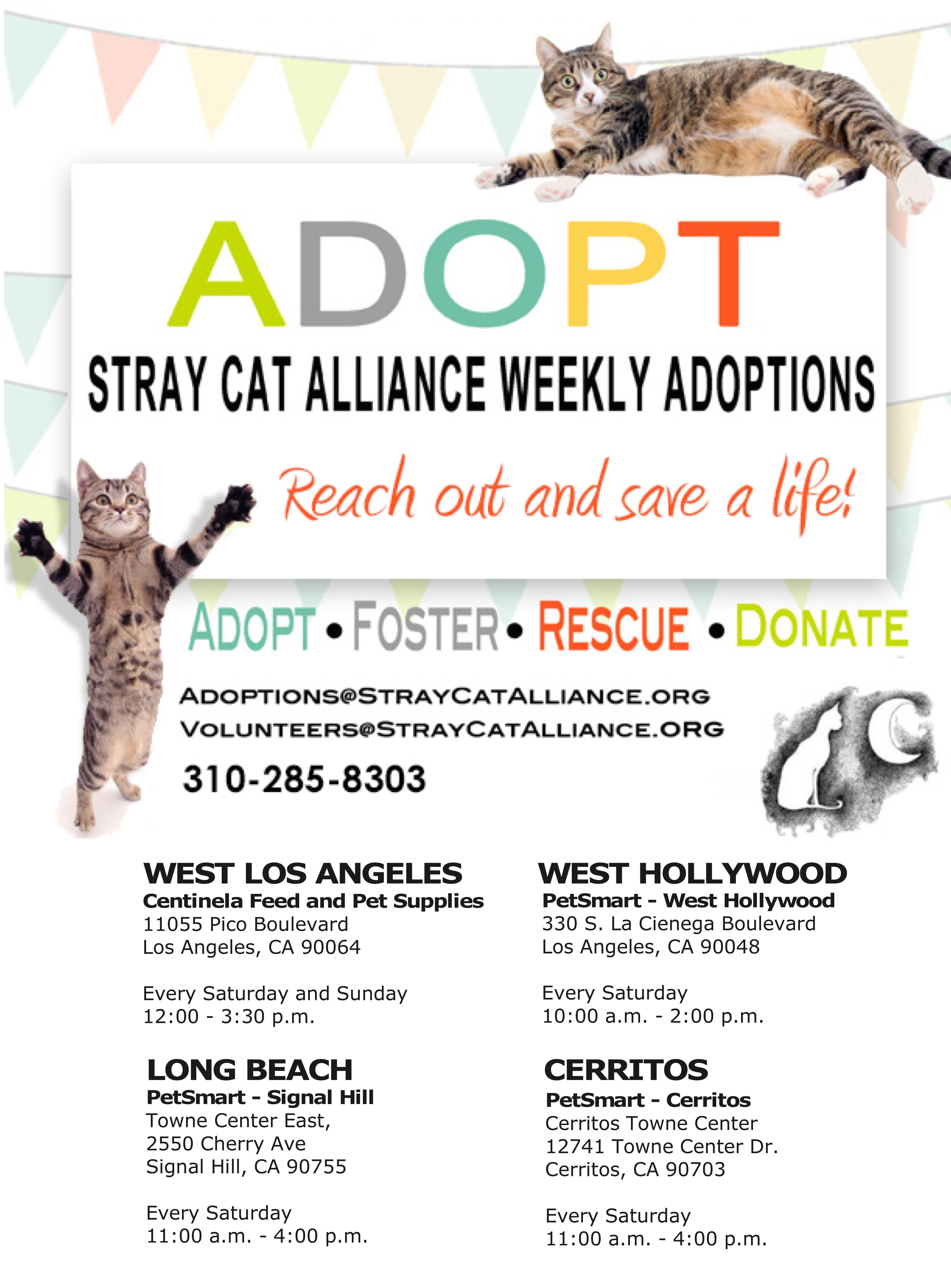 stray cat alliance jobs