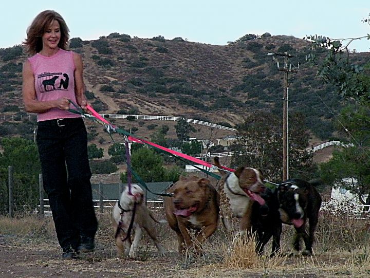 Rescued dogs having fun on a walk