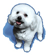 Bichons and Buddies