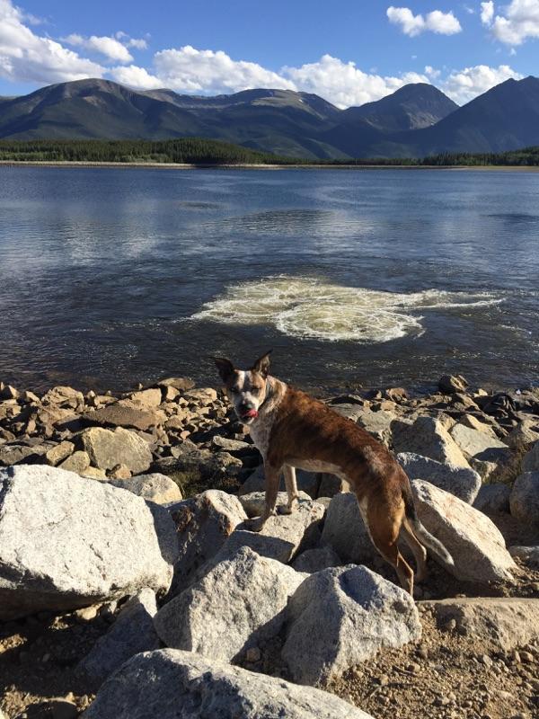 Leadville/Lake County Animal Shelter