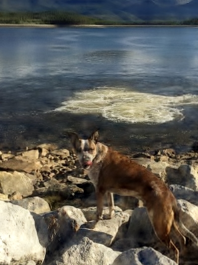 Leadville/Lake County Animal Shelter