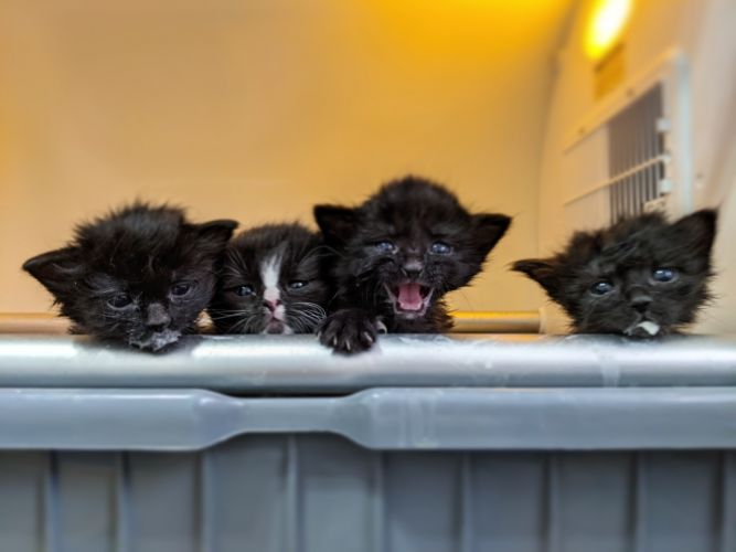 Pets For Adoption At Animal Rescue Of The Rockies In Aurora Co Petfinder