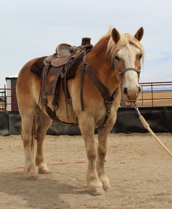 Prancer, 6 year old rescued Haflinger