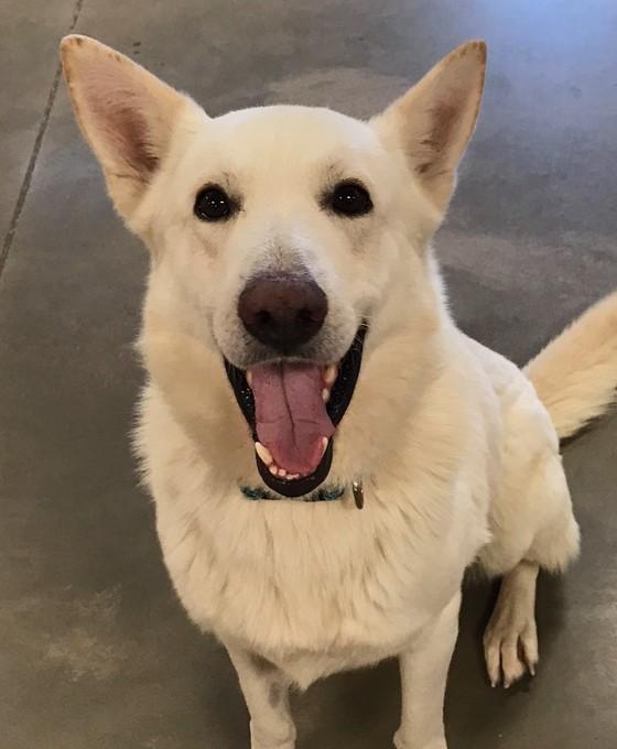 Snow Capped Shepherd Rescue