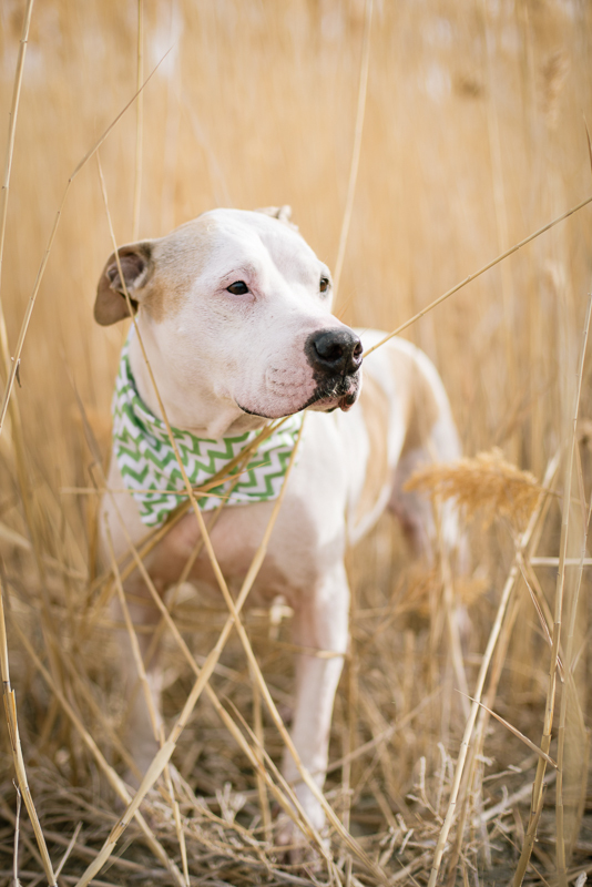 Southern Colorado Spay and Neuter Association