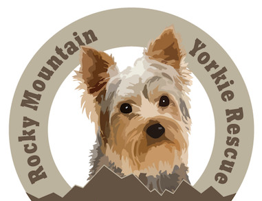 Pets For Adoption At Rocky Mountain Yorkie Rescue In Parker Co Petfinder