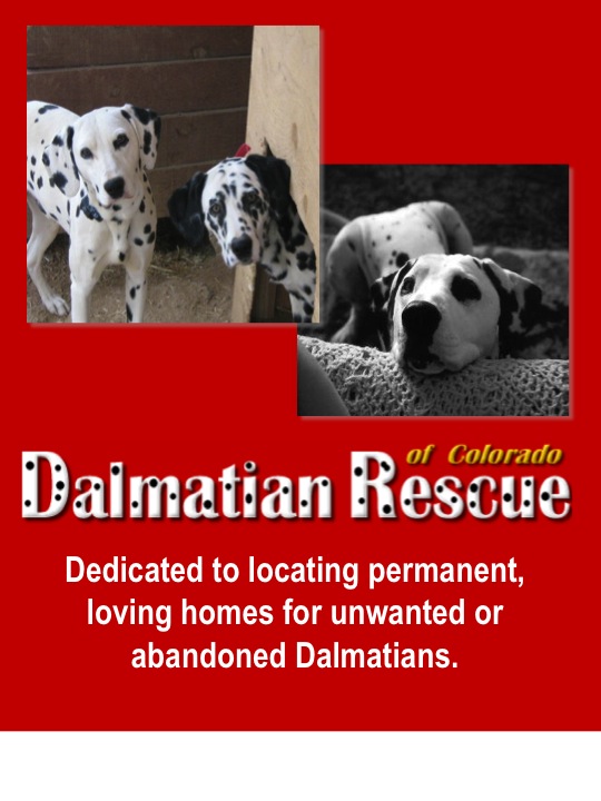 Dalmatian Rescue of Colorado