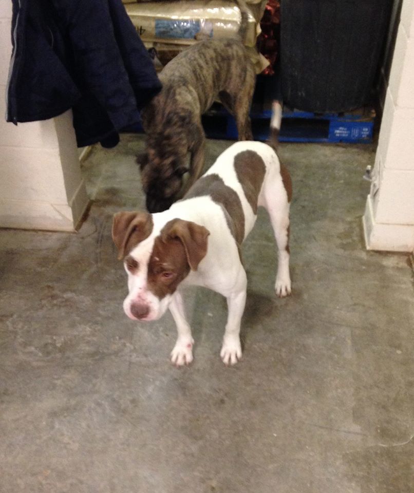 Pets for Adoption at Lamar Animal Shelter, in Lamar, CO | Petfinder