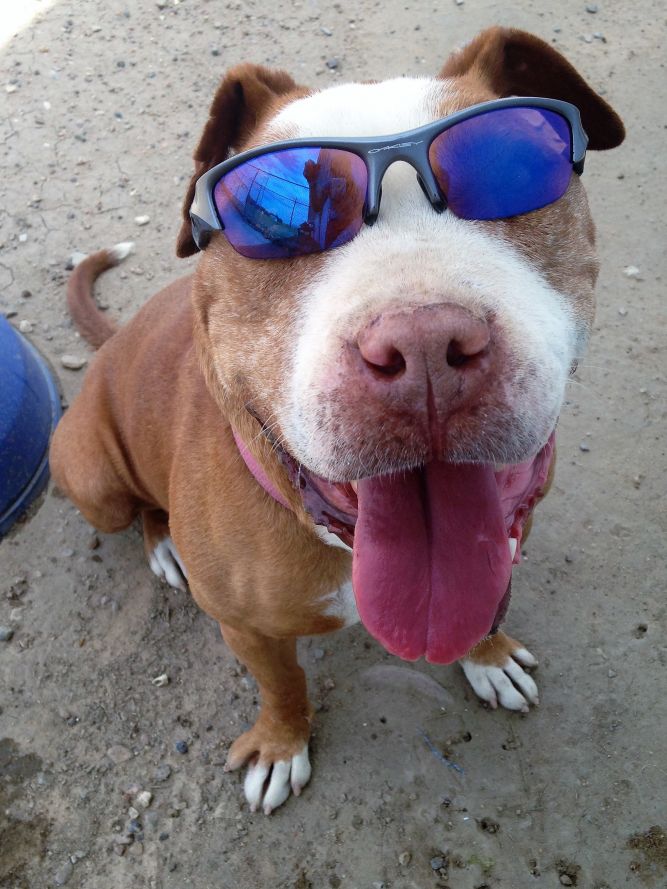 Pets for Adoption at Lamar Animal Shelter, in Lamar, CO | Petfinder