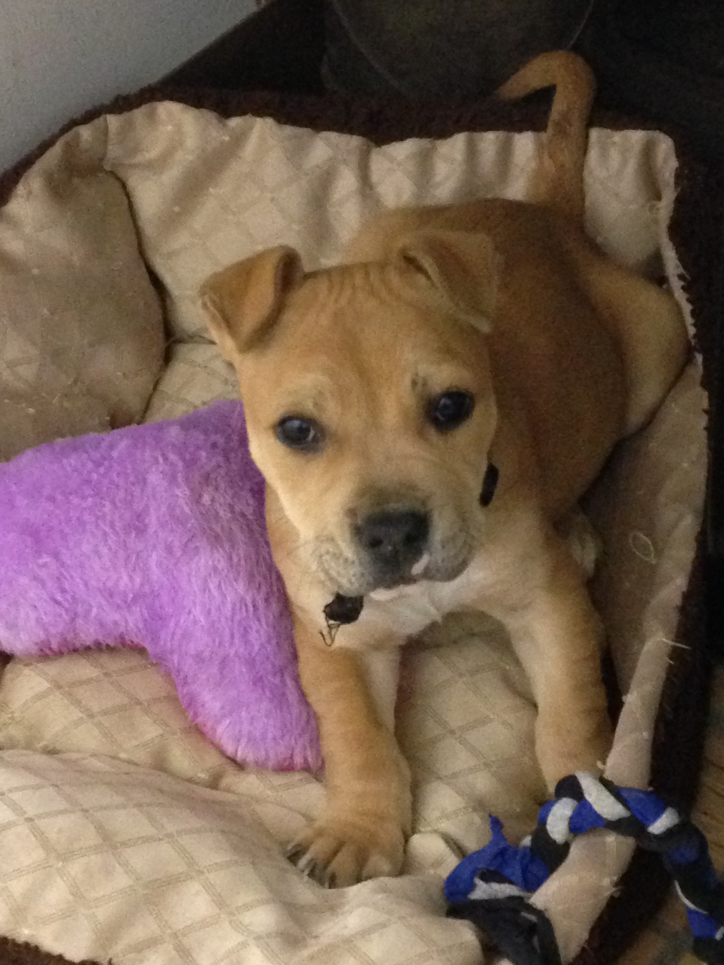 Pets for Adoption at Lamar Animal Shelter, in Lamar, CO | Petfinder
