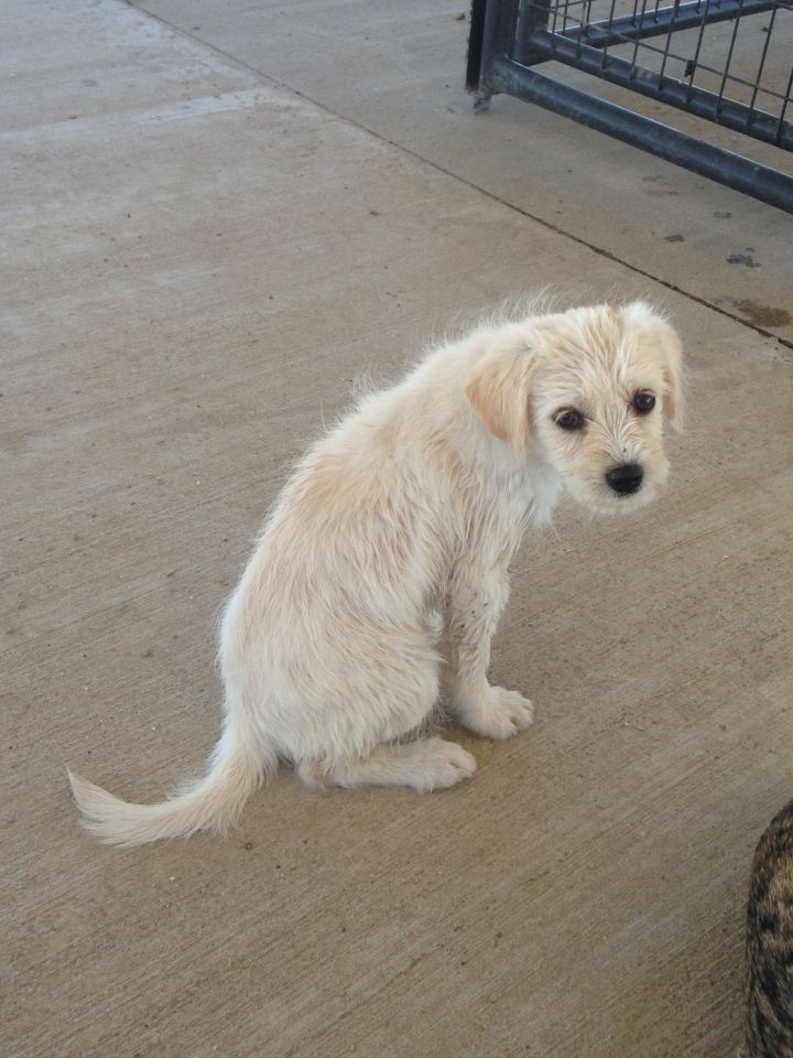Pets for Adoption at Lamar Animal Shelter, in Lamar, CO | Petfinder