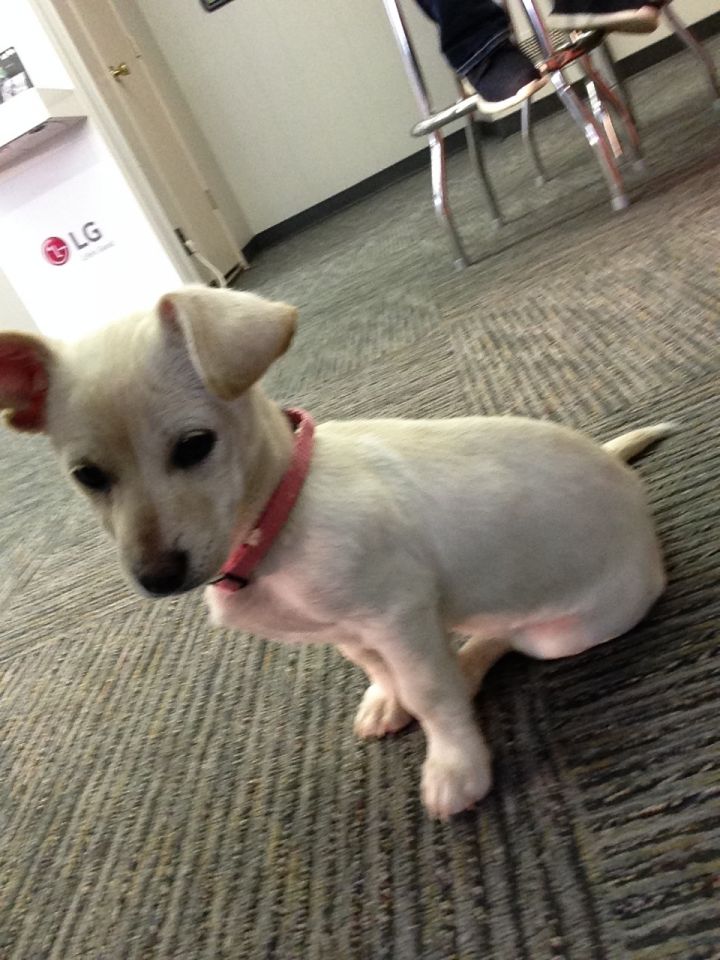 Pets for Adoption at Lamar Animal Shelter, in Lamar, CO | Petfinder