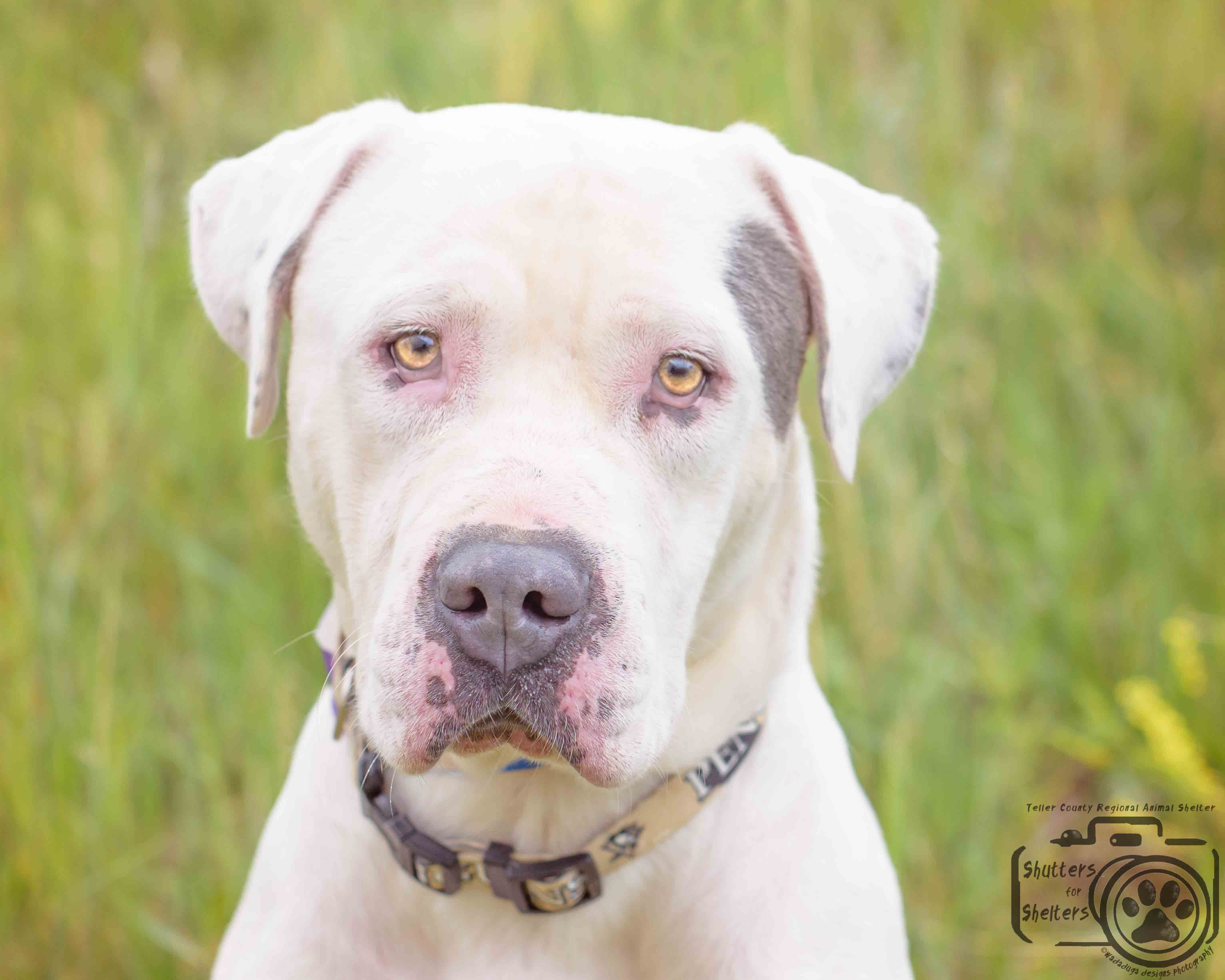 Teller County Regional Animal Shelter