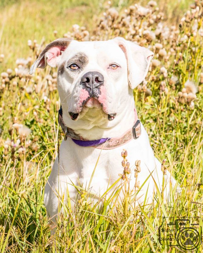 Teller County Regional Animal Shelter