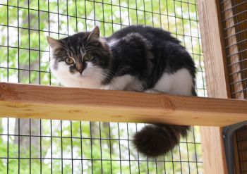 Our shelter features five rooms and four "catios".