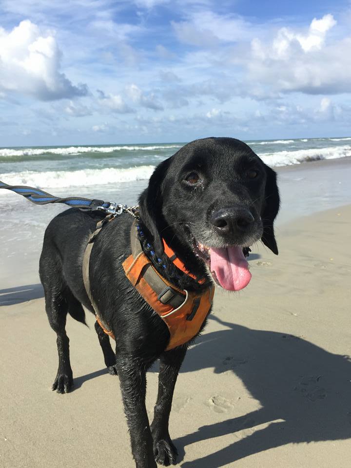 Draco (now Benny) loving life at the beach!
